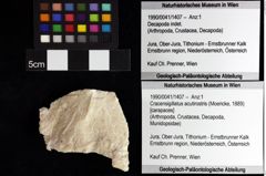 Foto (Objket + Etiketten) von Mecochirus sp. 